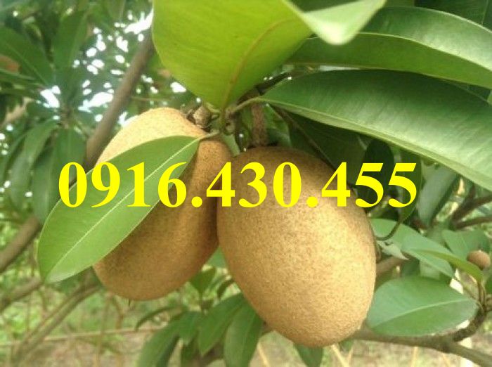 Cây giống hồng xiêm xoài